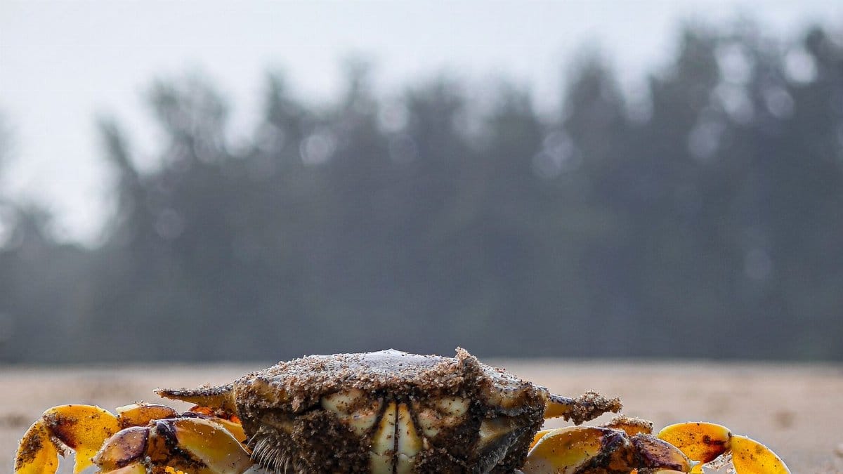 A detailed shot of a sand-covered crab on a beach in Baad, Karnataka, showcasing coastal wildlife.