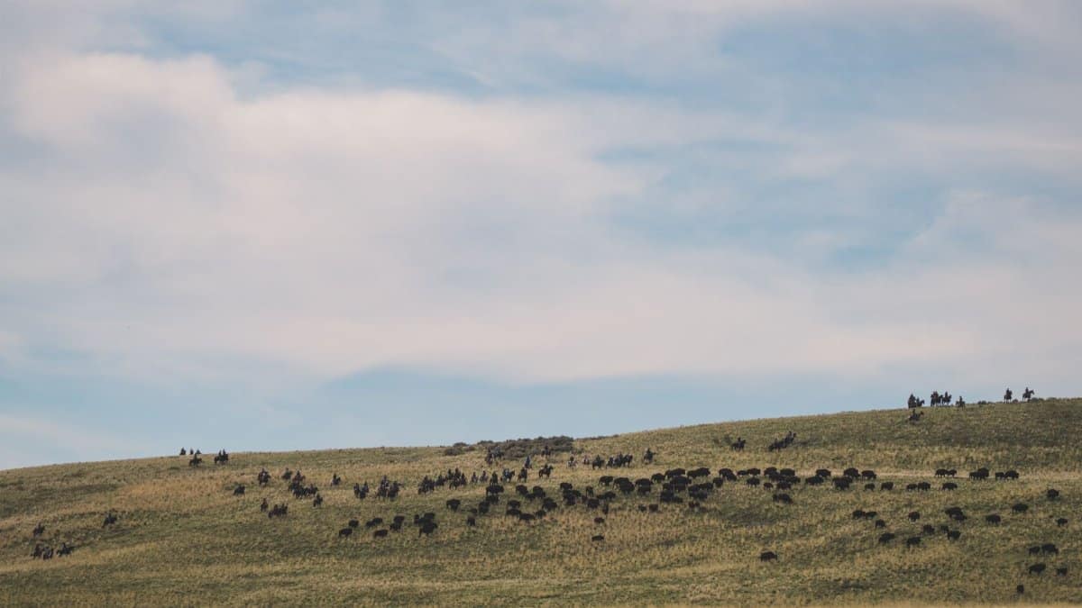 Scenic view of a bison herd grazing on a grassy hill under a wide sky in Utah, United States.