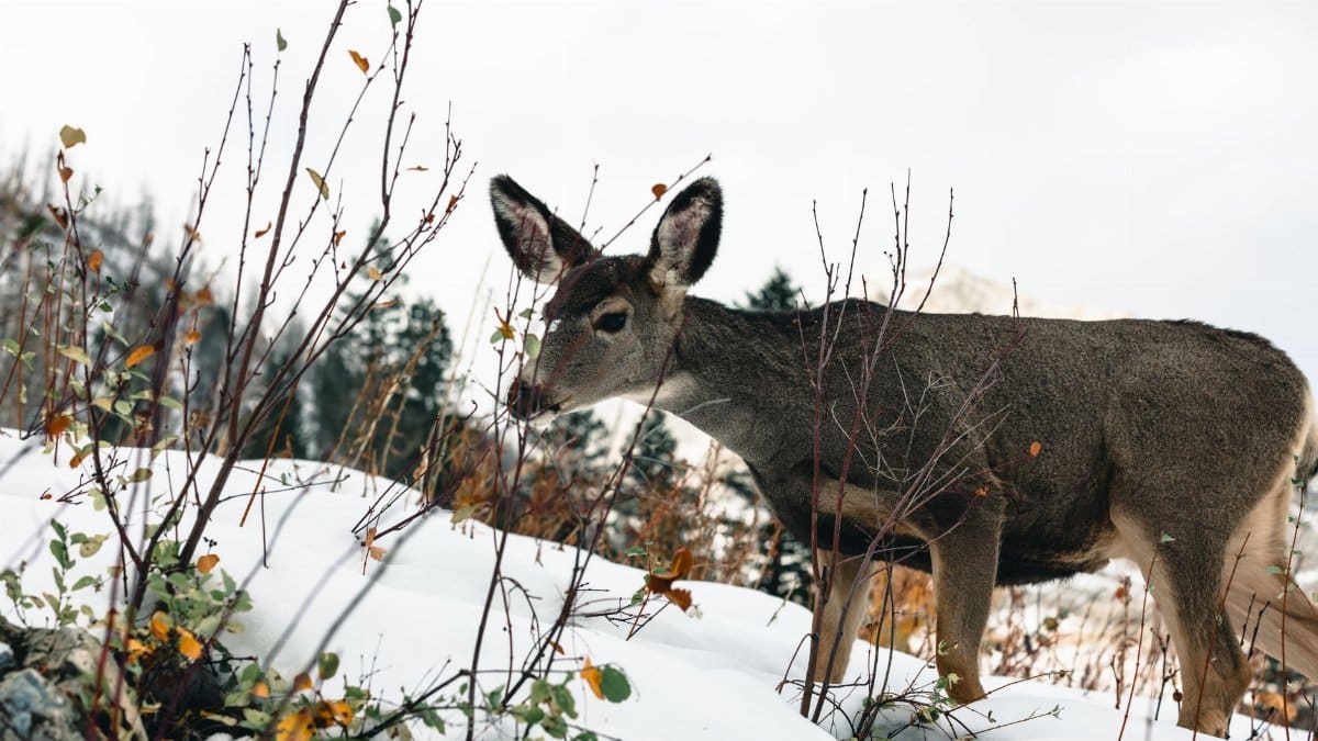 Mule deer in a winter snowscape at Waterton Park, Alberta, showcasing wilderness and wildlife.