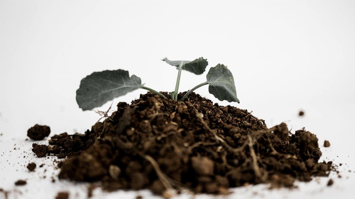Close-up of a green sprout growing from a pile of soil on a white background.