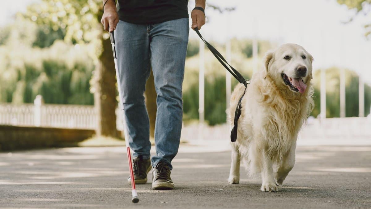 A man with a white cane walks with a guide dog in a sunny park, showcasing assistance and companionship.