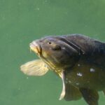 Detailed image of a carp fish swimming in clear green water.