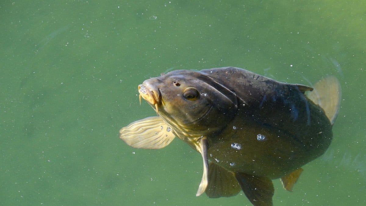 Detailed image of a carp fish swimming in clear green water.