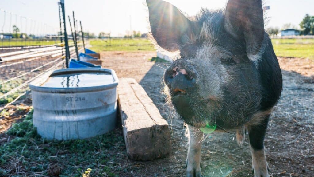 Muzzle of big pig with black fur standing near feeders in countryside under sky in back lit