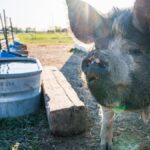 Muzzle of big pig with black fur standing near feeders in countryside under sky in back lit