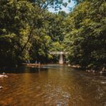 Calm rippling water surface of river running through green lush tropical rainforest in sunny day
