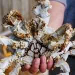 Close-up of a fresh king crab held in a fish market setting, ideal for seafood themes.