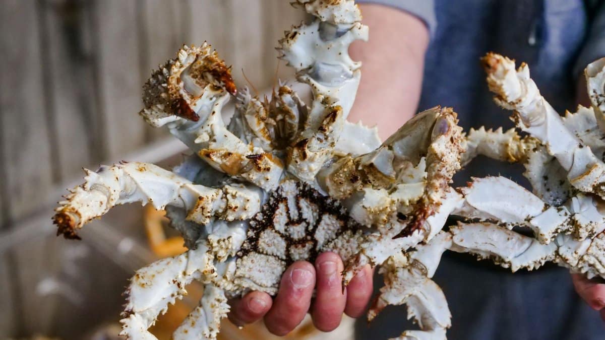 Close-up of a fresh king crab held in a fish market setting, ideal for seafood themes.