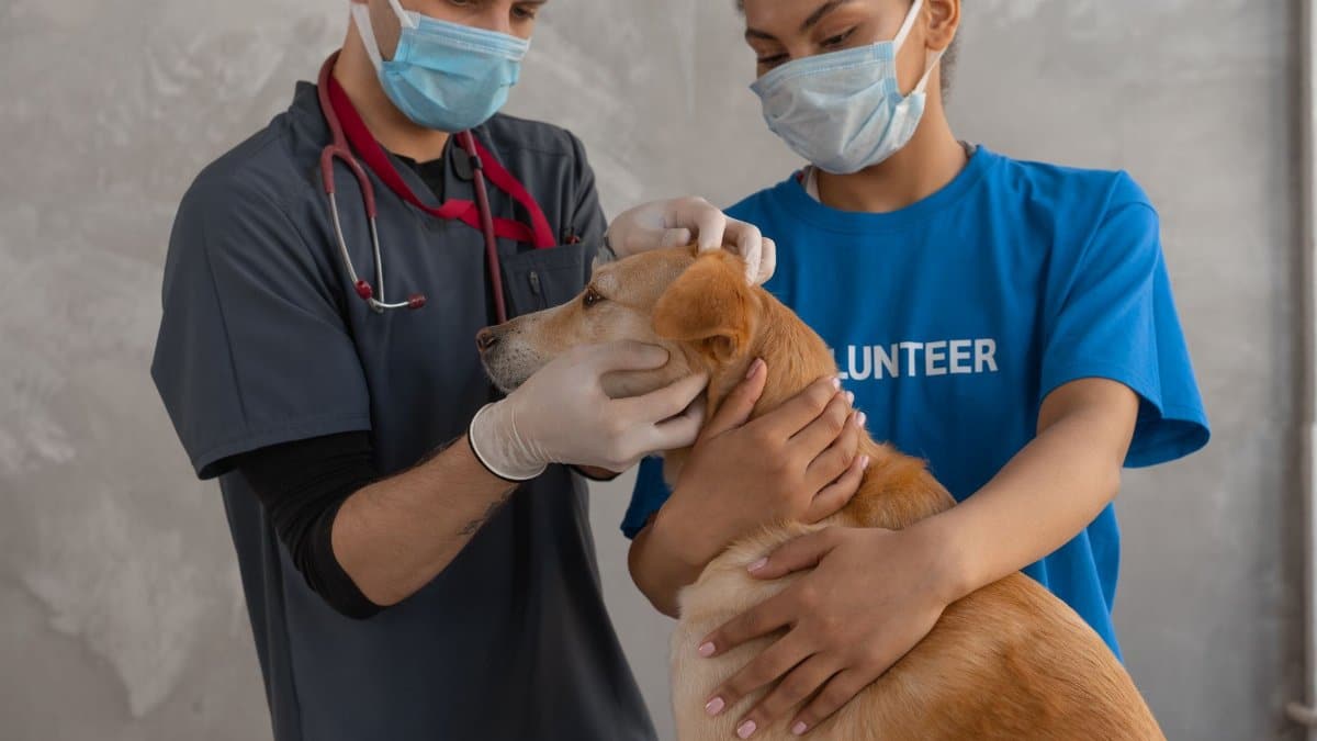 A veterinarian and volunteer perform a health check on a dog at a clinic.