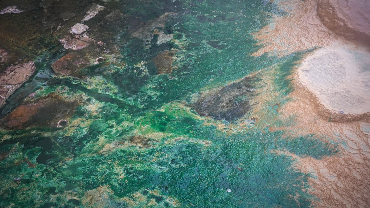 Stunning aerial shot of vibrant green and brown natural formations with water textures.