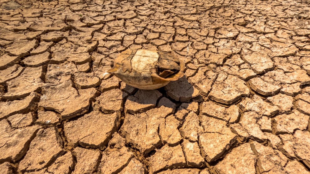 Dry cracked earth with a tortoise shell, illustrating severe drought conditions.
