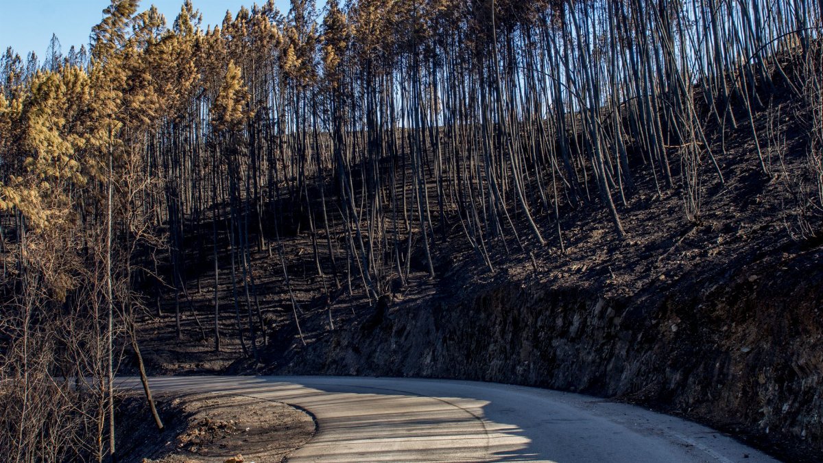 Winding road through a forest landscape after a wildfire, showing burnt trees and a clear sky.