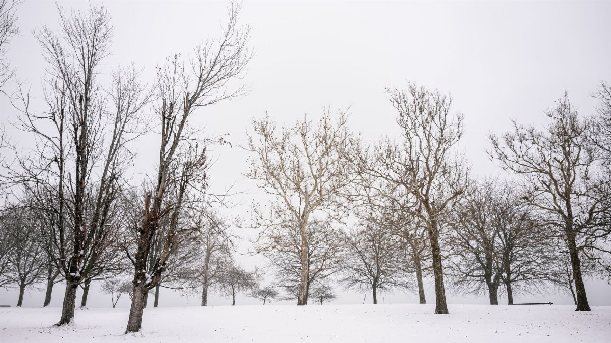 A peaceful winter scene featuring snowy terrain and barren trees in Chicago, Illinois.