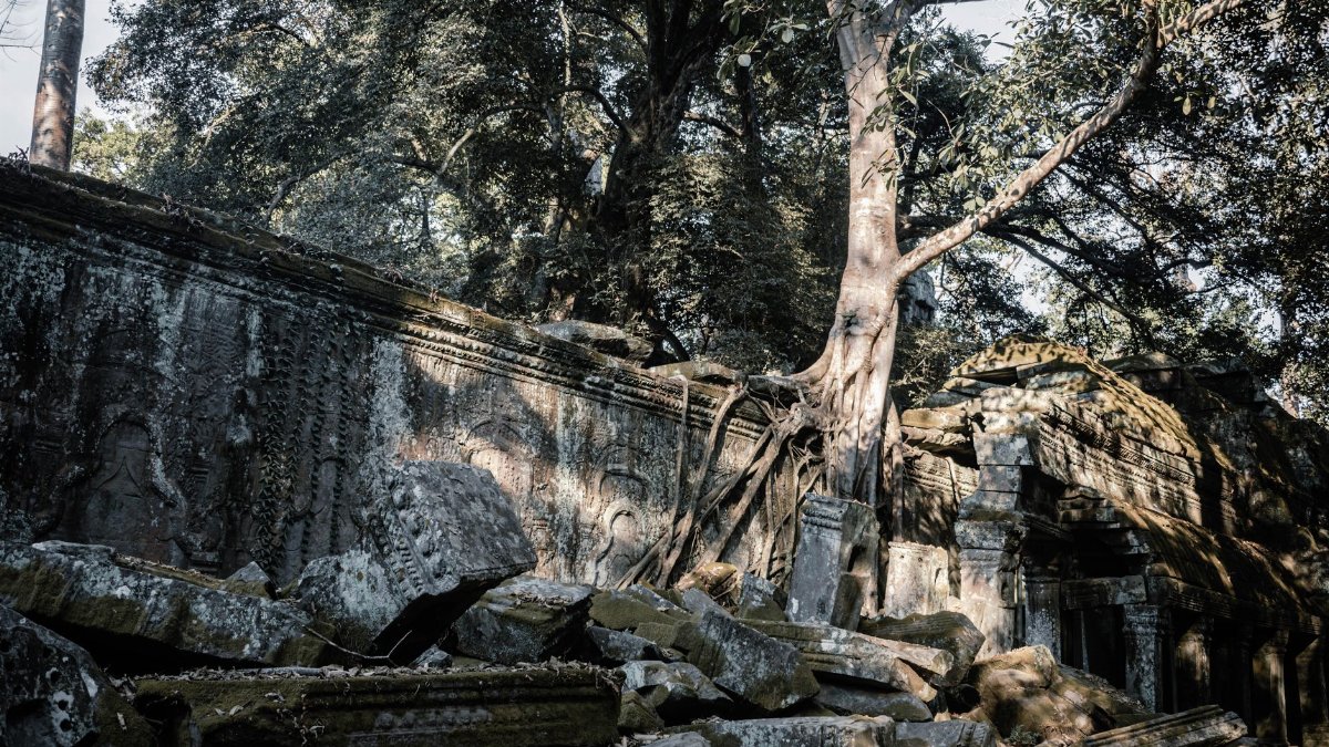 Historical temple ruins enveloped by tree roots in Siem Reap, Cambodia, showcasing nature's reclaiming power.