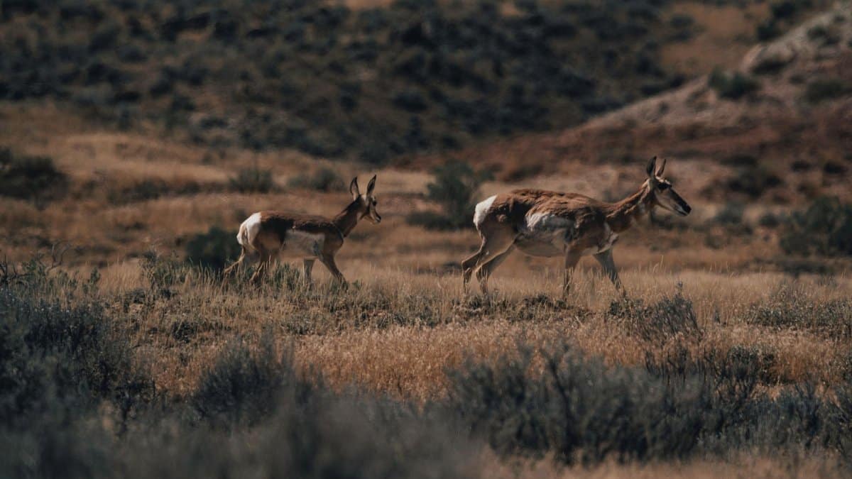Two pronghorn antelopes roam in a dry, open field, showcasing wildlife beauty.