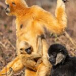 Family of golden snub-nosed gibbons in the wild showcasing bonding and natural behavior.