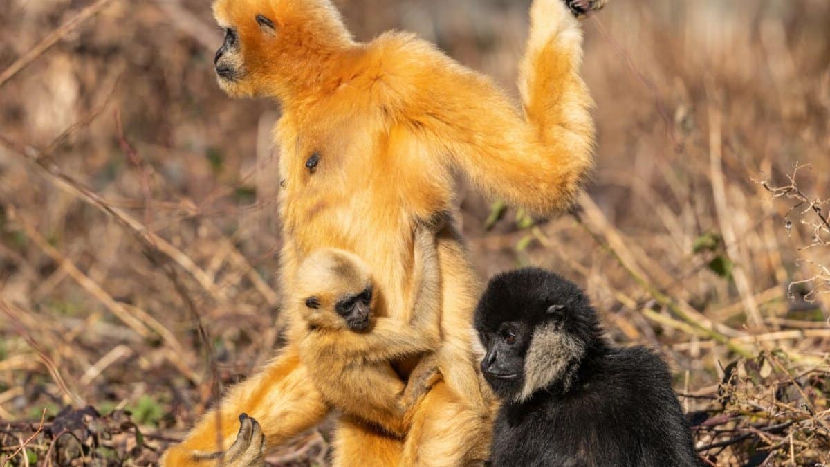 Family of golden snub-nosed gibbons in the wild showcasing bonding and natural behavior.