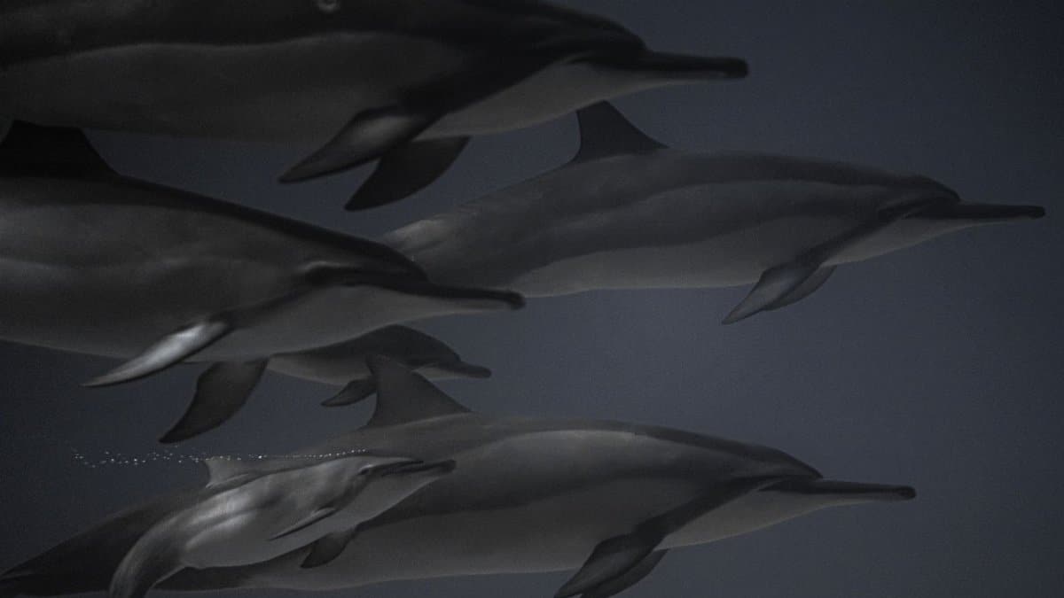 A captivating underwater scene of dolphins gracefully swimming in the ocean.