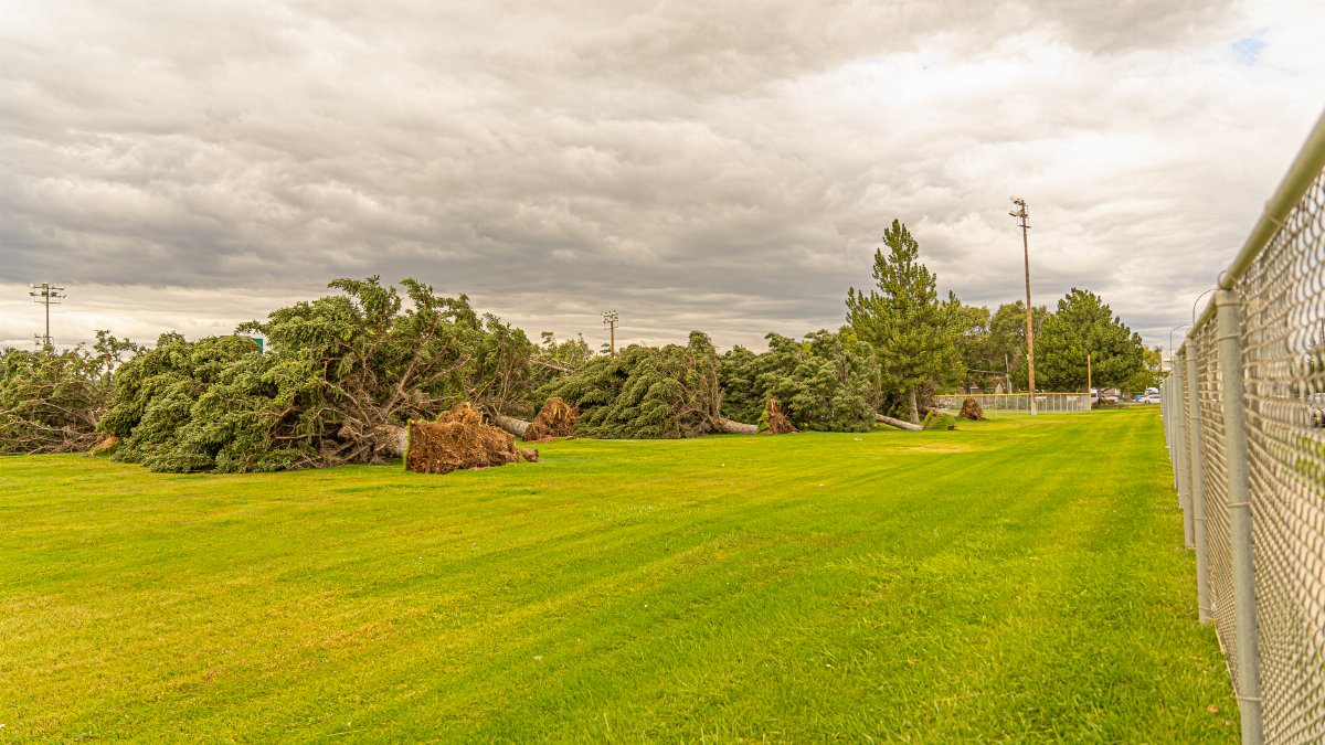 View of fallen trees in a grassy field under cloudy skies in Hyrum, Utah.