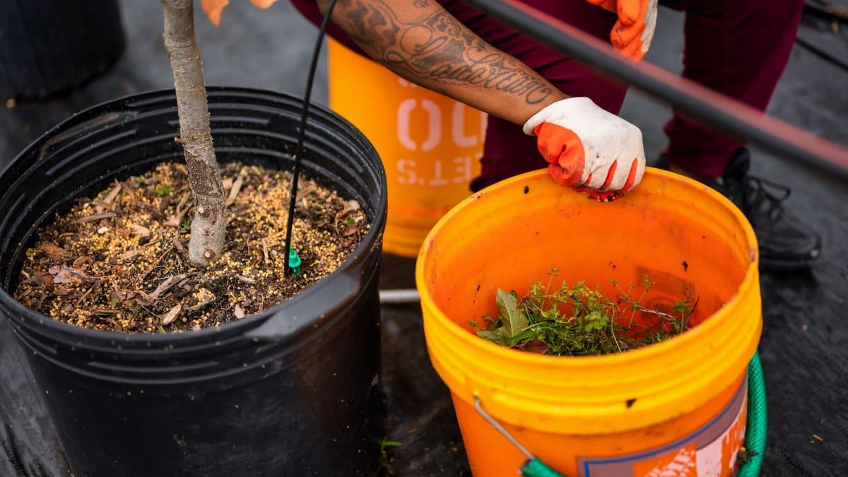 A gardener with a tattoo prepares outdoor plant buckets using gloves and tools.