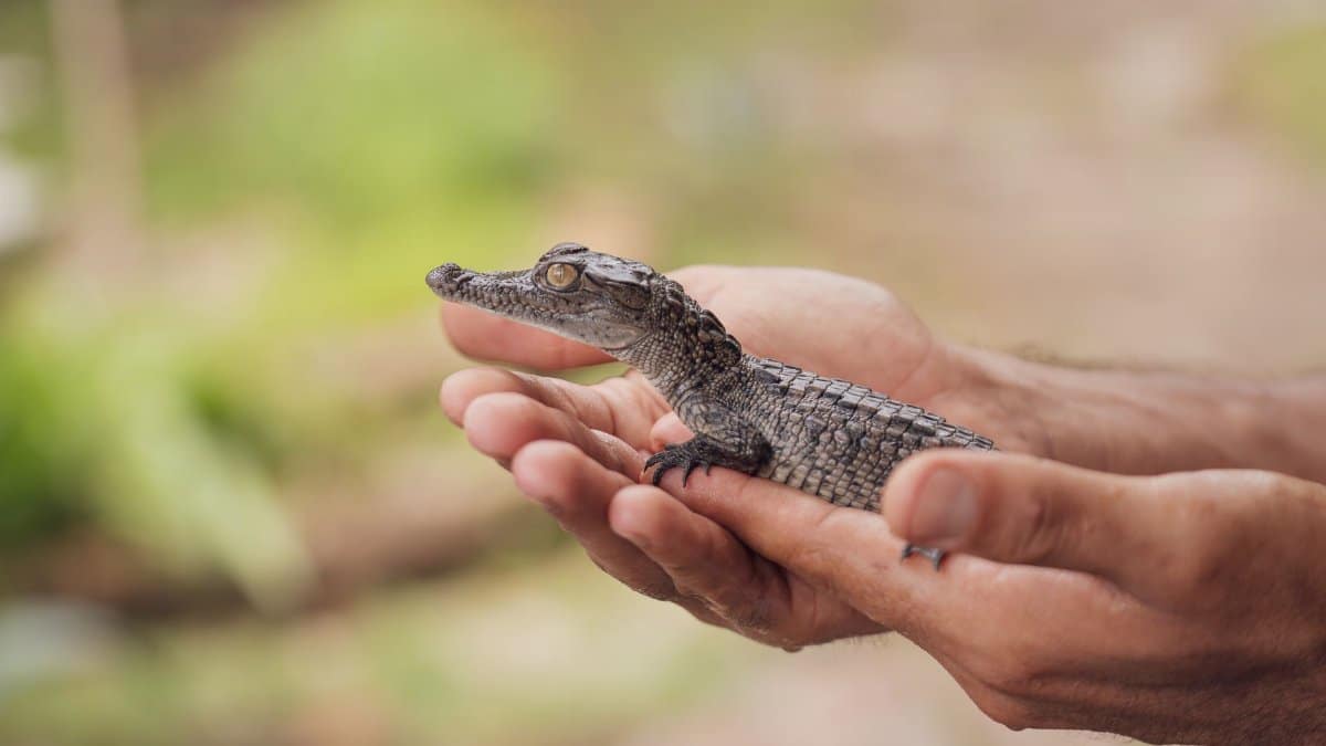 A baby crocodile is cradled gently in human hands over a blurred outdoor background.