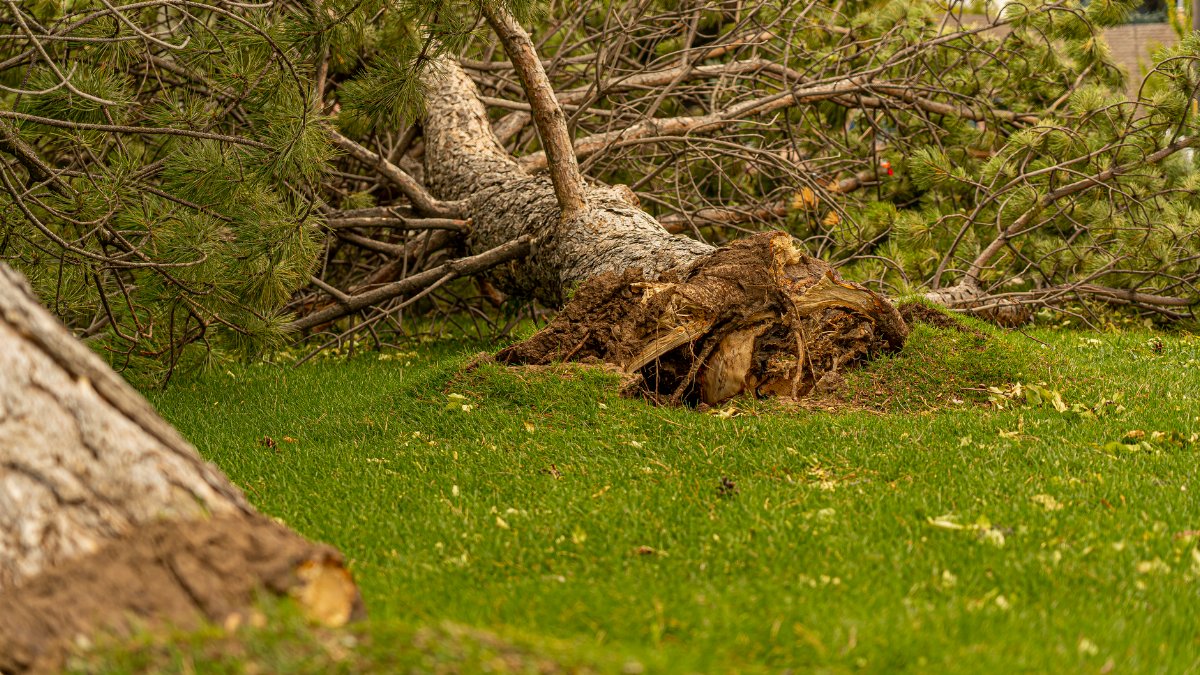 Large pine tree uprooted, lying on green grass in Hyrum, Utah. Nature and storm impact.