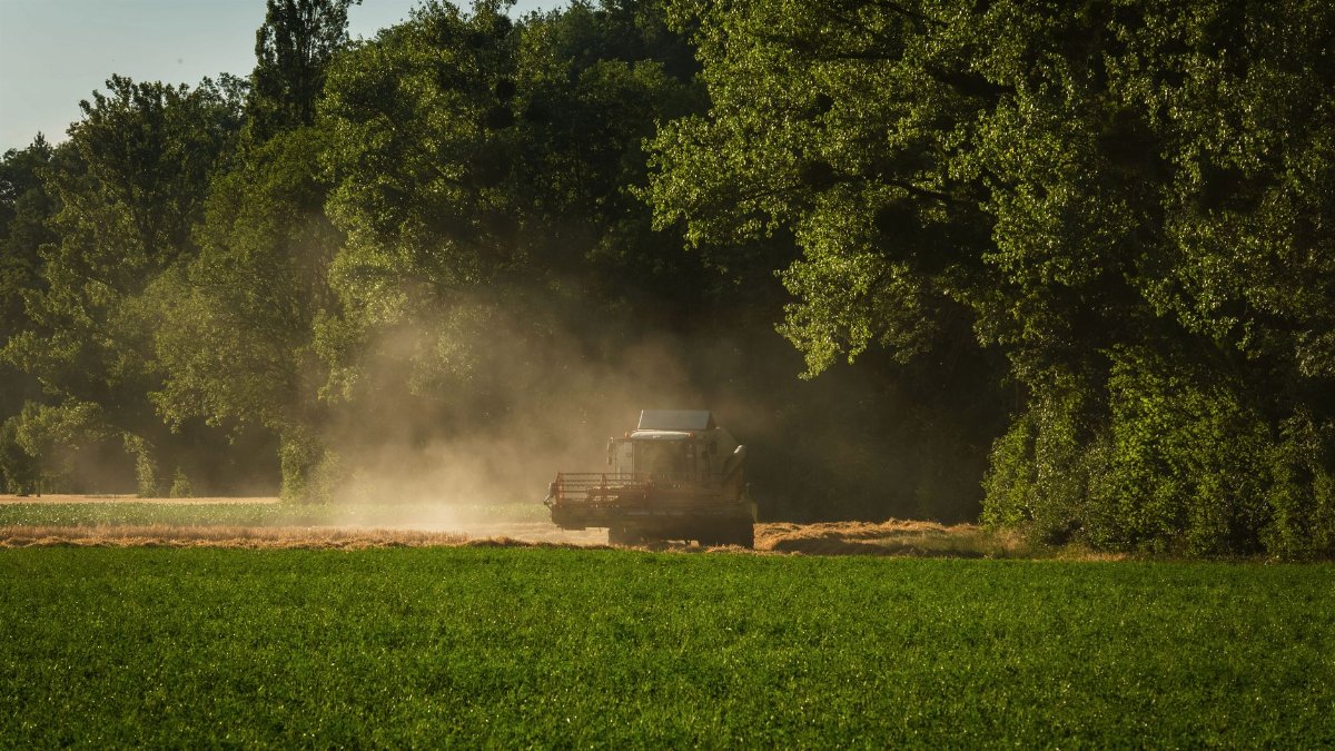 A large combine harvester works in a wheat field, creating dust clouds under a lush tree canopy during sunset.