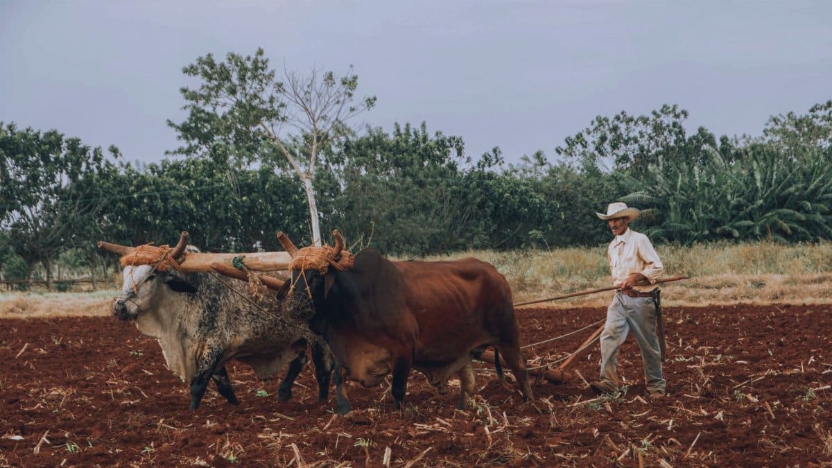 A farmer plows a rural field using oxen, showcasing traditional agriculture techniques.