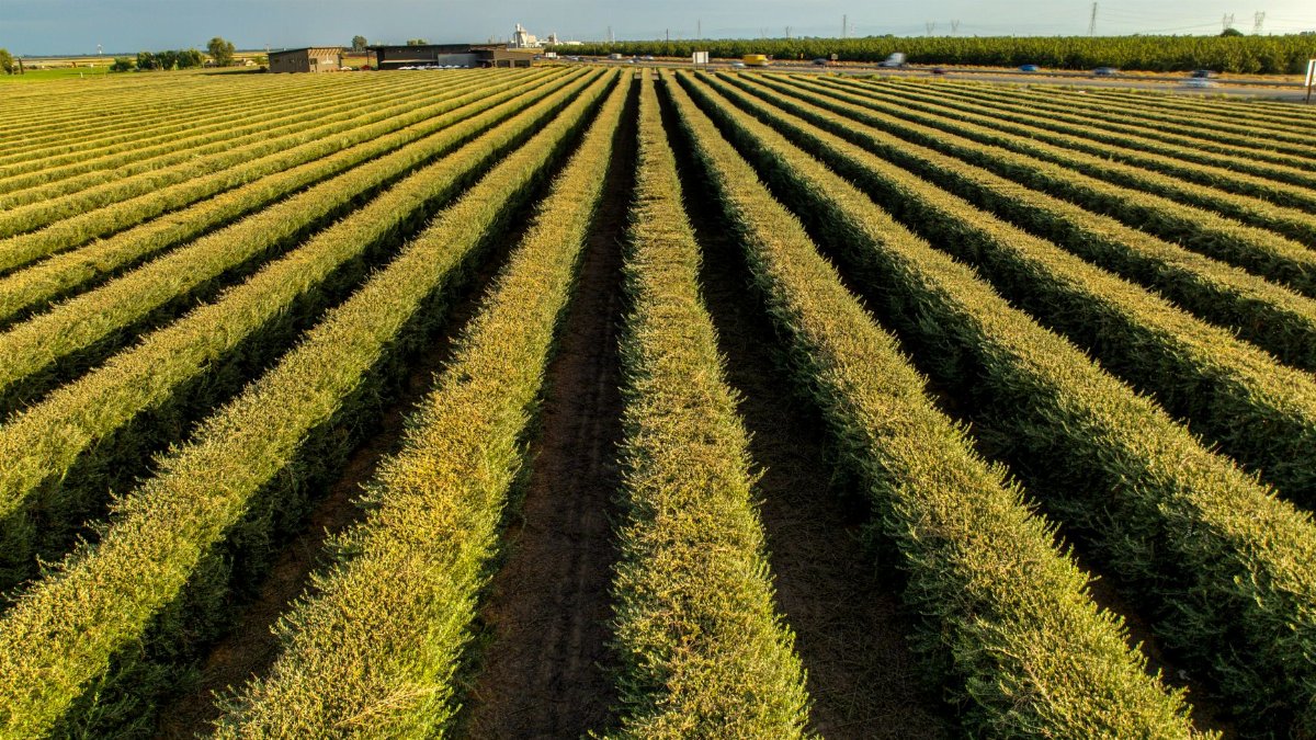 Aerial view of a lush vineyard in Lodi, California, showcasing neat rows under a dramatic sunset sky.