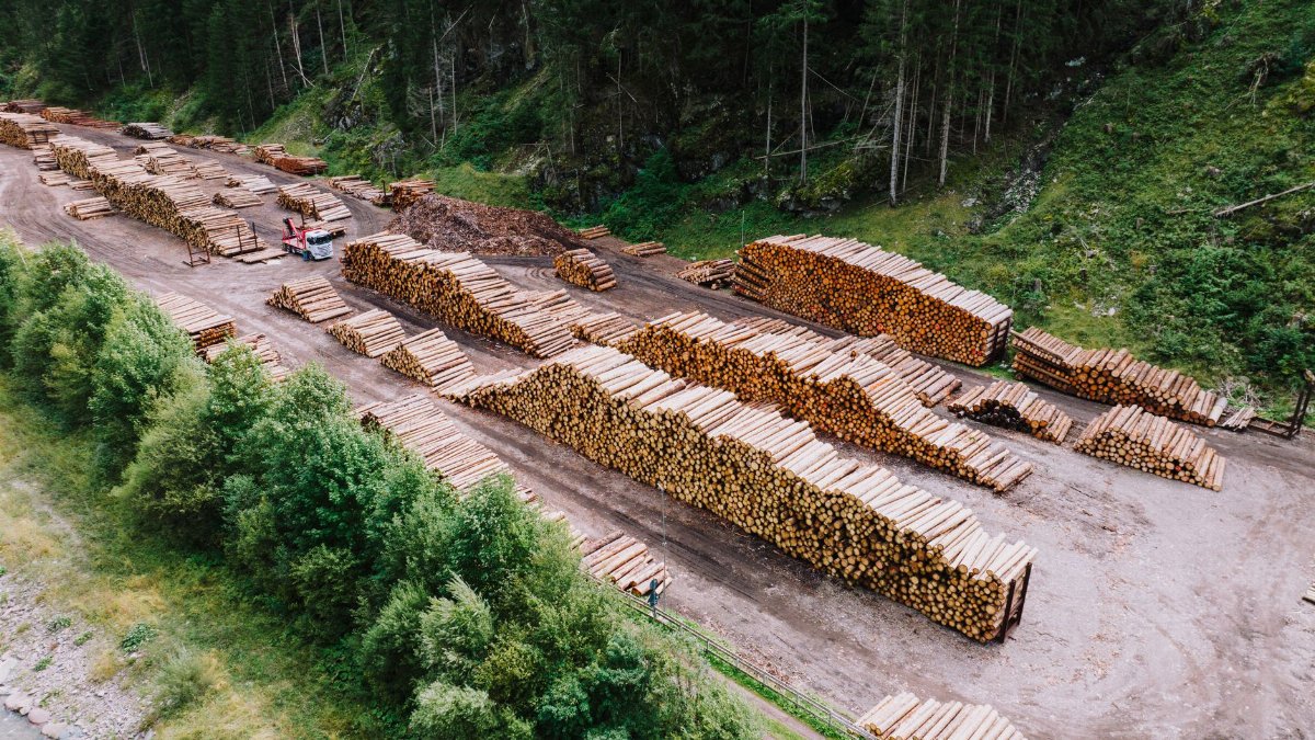 Aerial shot of a timber yard with stacked logs surrounded by dense forest greenery.