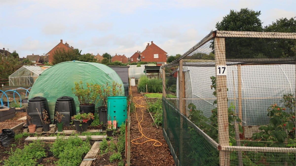 Lush allotment gardens with greenhouses and residential backdrop in England, showcasing urban agriculture.