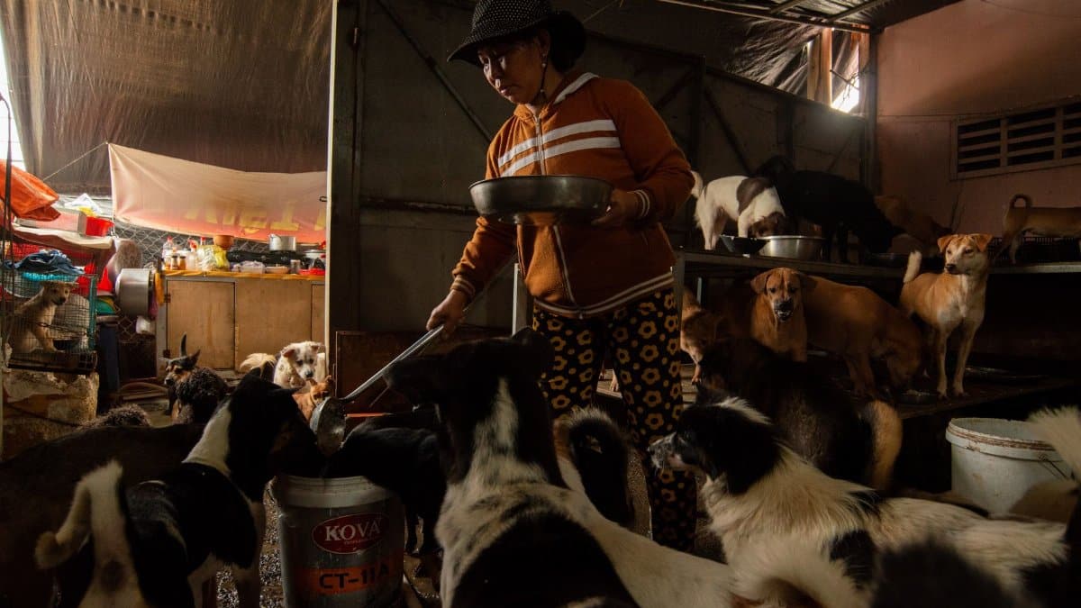 A woman serves food to multiple dogs in an animal shelter located in Ho Chi Minh City, Vietnam.