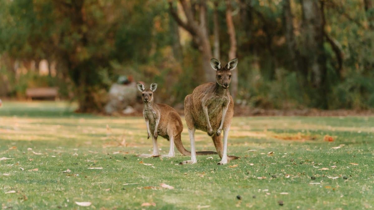 Two kangaroos standing in a lush green park in Perth, WA, highlighting Australian wildlife.
