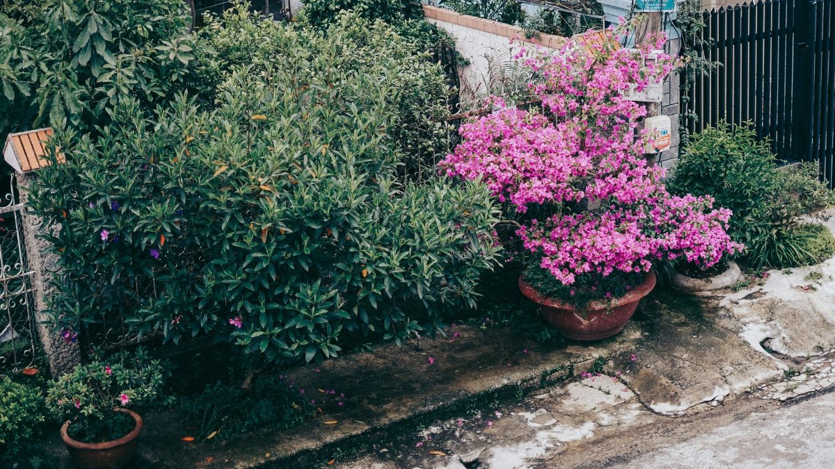 Vibrant garden featuring blooming bougainvillea in pots and lush green shrubs along a pathway.