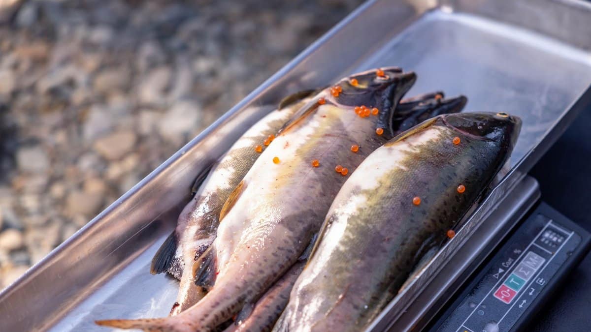 Raw salmon and trout with roe, placed on a digital scale outdoors, ideal for fisheries and culinary imagery.