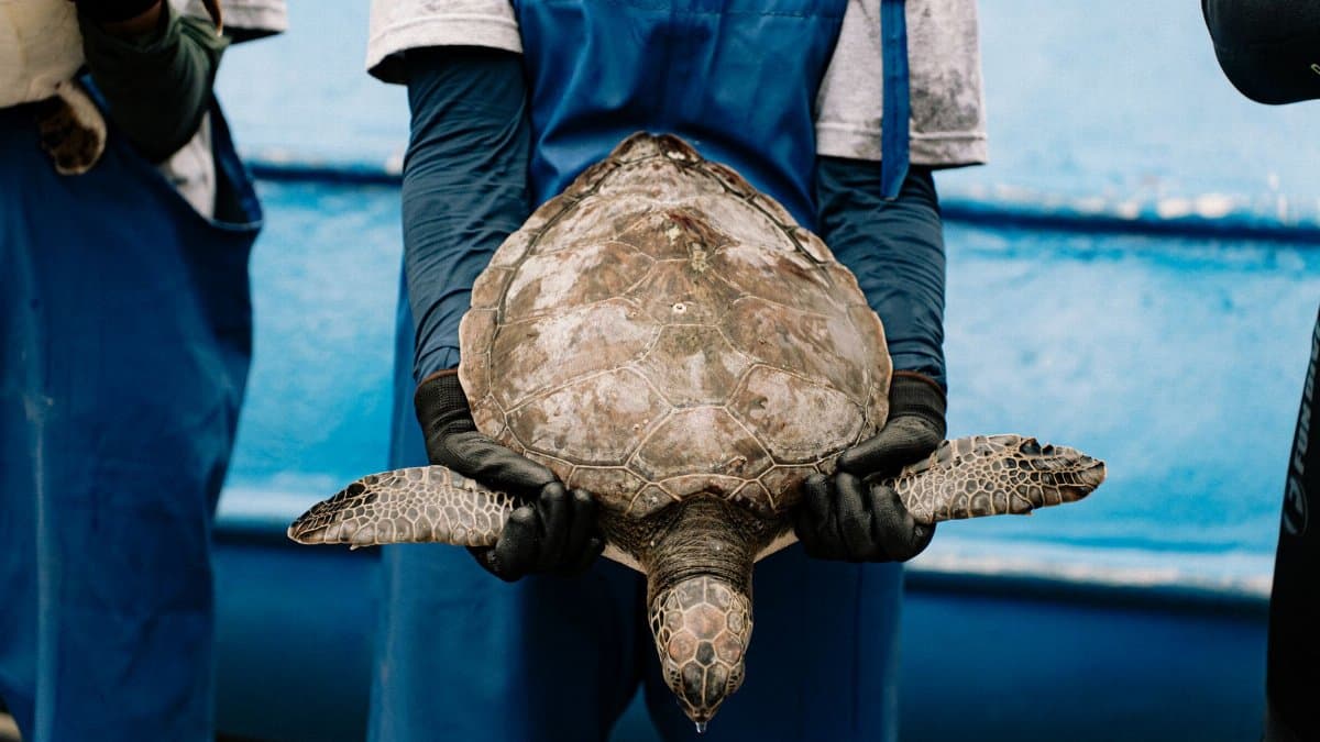 A conservationist carefully holds a sea turtle, emphasizing marine preservation efforts.