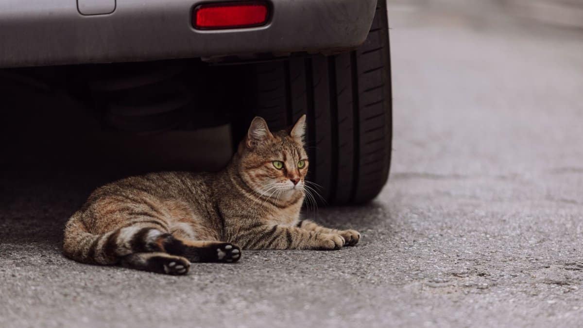 A tabby cat lying under a parked car on a city street. Urban wildlife and safety.