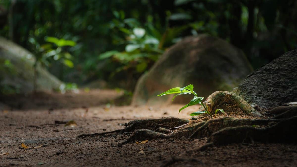 A lush green sapling grows amidst roots on a tranquil forest floor, embodying nature's resilience.