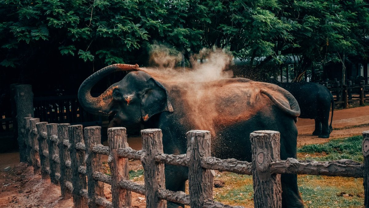 An elephant joyfully tosses dust in its enclosure, showcasing natural behavior in a zoo setting.