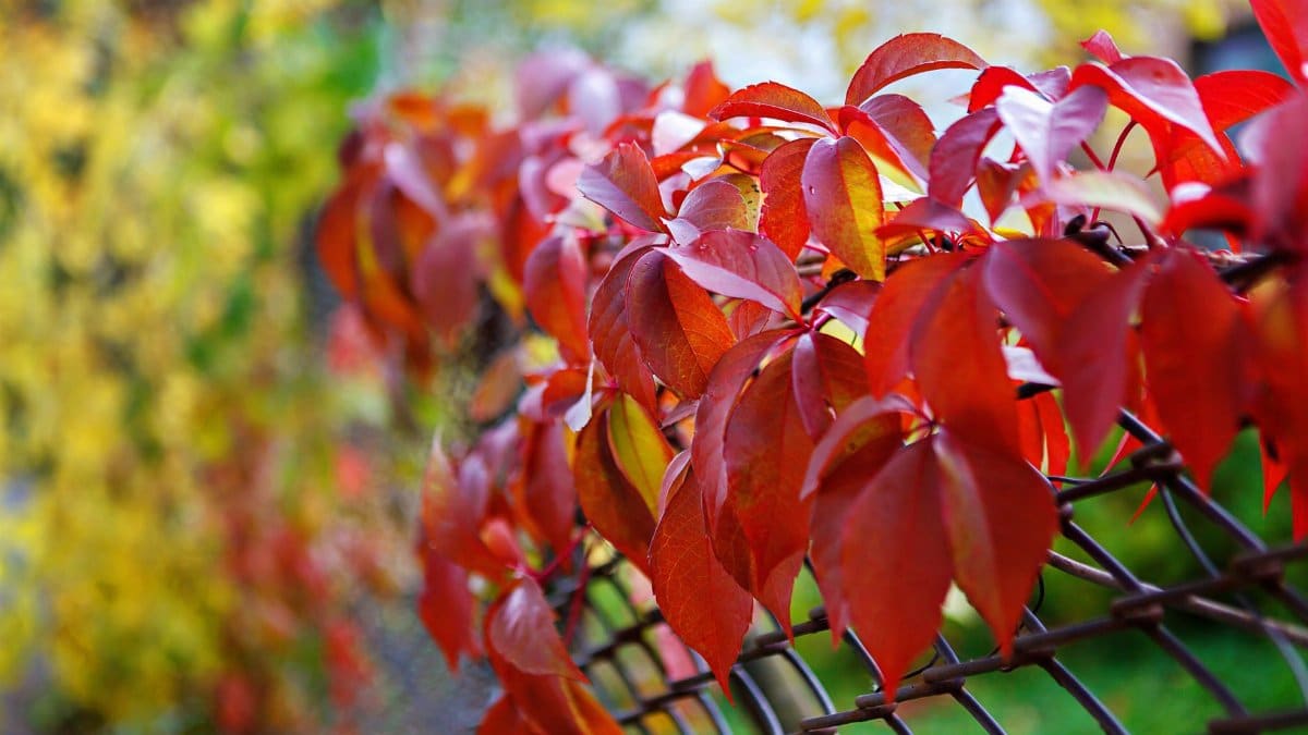 Close-up of vibrant red autumn leaves on a chain-link fence in shallow focus.