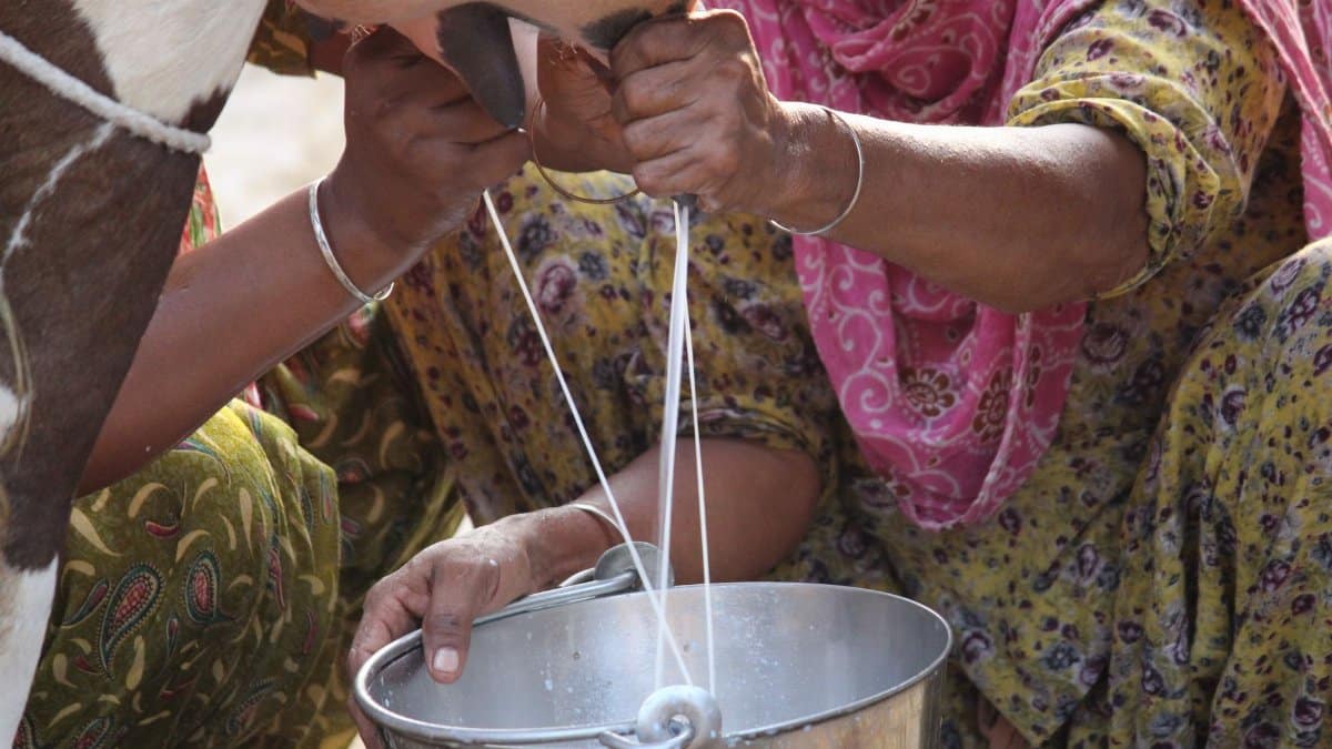 Women milking a cow by hand, capturing authentic rural life.