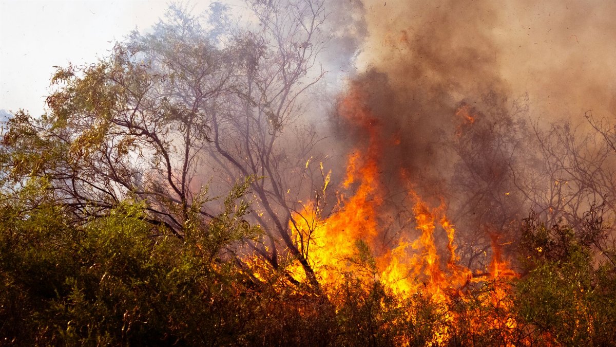 Intense flames and smoke engulfing the Australian bush, highlighting the climate crisis.