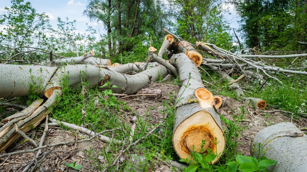 Chopped logs amidst forest clearing in Serbia, highlighting deforestation impact.