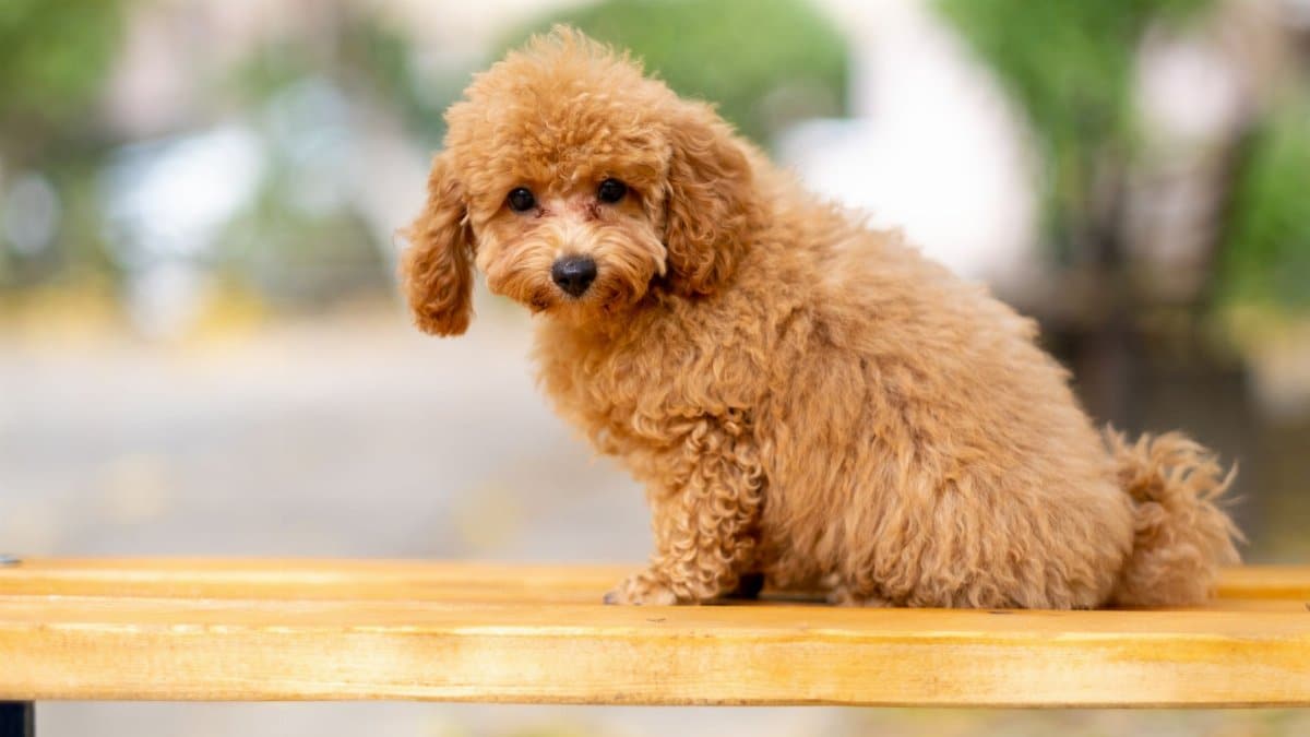 Cute and fluffy poodle puppy sitting on a bench outdoors with a blurred background.