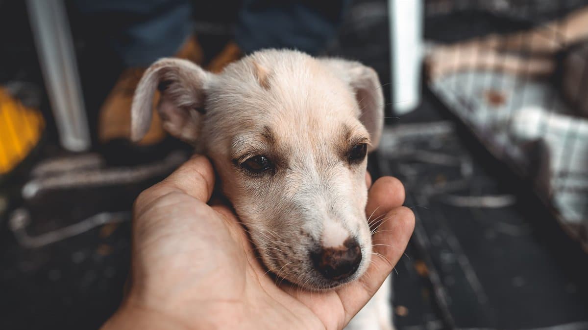 Close-up of a hand gently holding a puppy's head, evoking warmth and care.