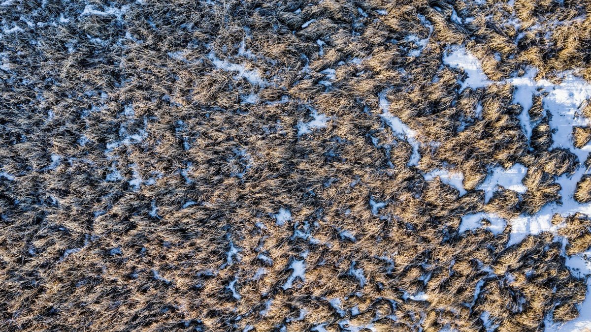 Aerial photo of a snowy field in winter, showcasing brown grass patterns from above.