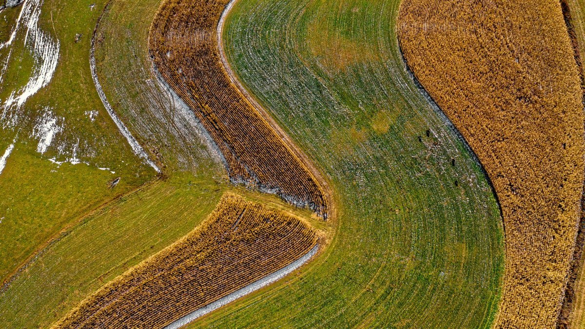 Aerial view of curved farmland in Altura, MN showcasing vibrant seasonal colors and patterns.
