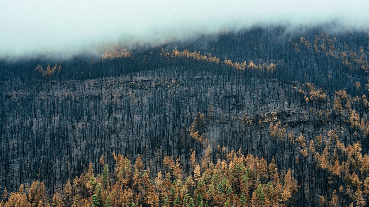 Aerial photograph of a mist-covered, burnt forest landscape showcasing recovery and resilience.
