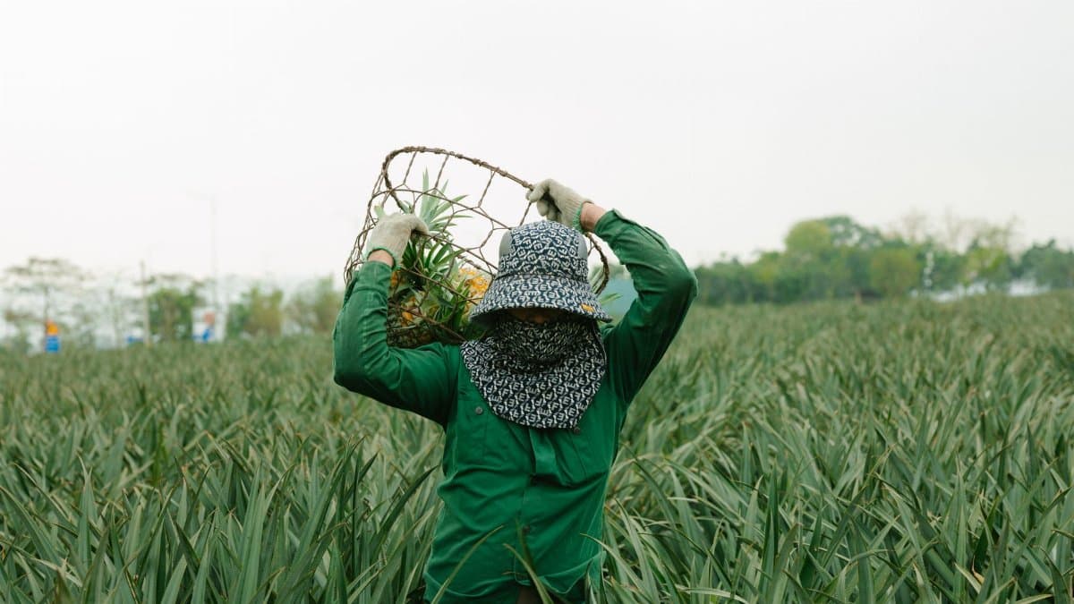 A farm worker harvests pineapples wearing protective gear in a lush, green field.