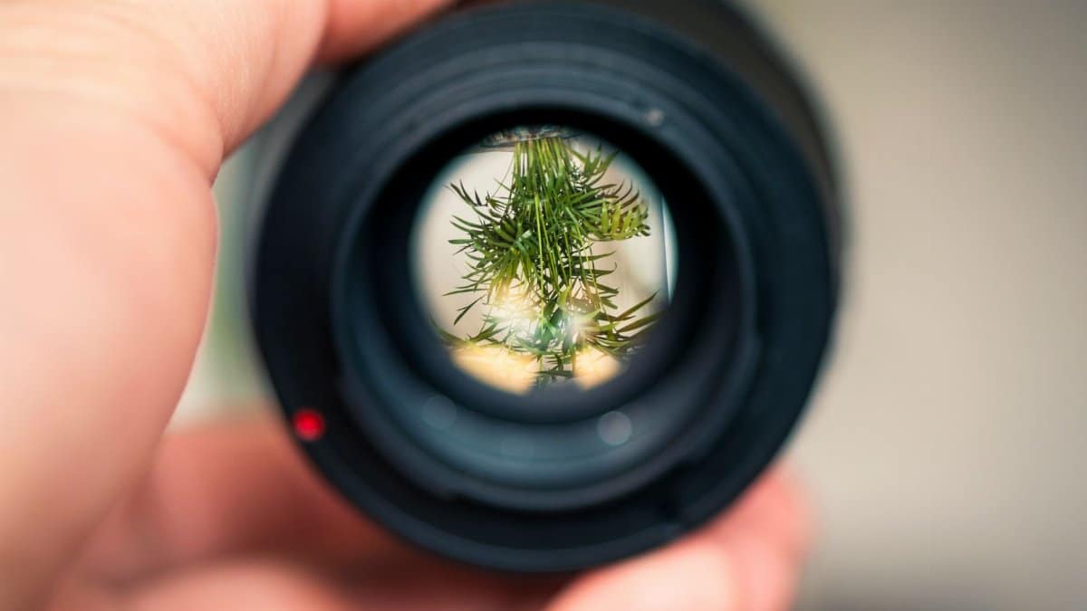Detailed close-up of pine needles viewed through a camera lens held by a hand.